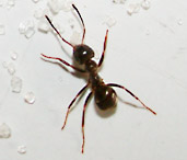 Get Rid of Ants - PIcture of an Ant